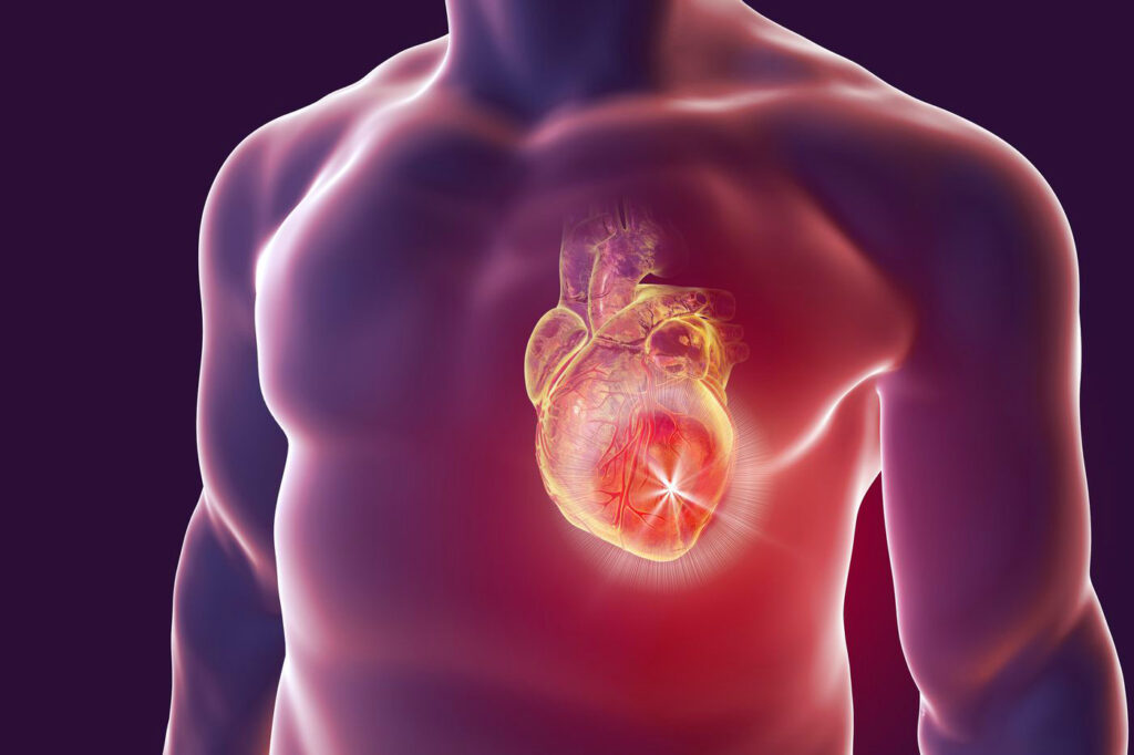 Heart