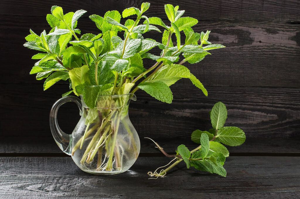 Salvia Plant