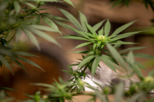 Close-up of a growing cannabis plant